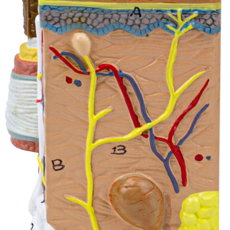 Load image into Gallery viewer, Skin Section Model, 35X Enlarged, 2-Parts