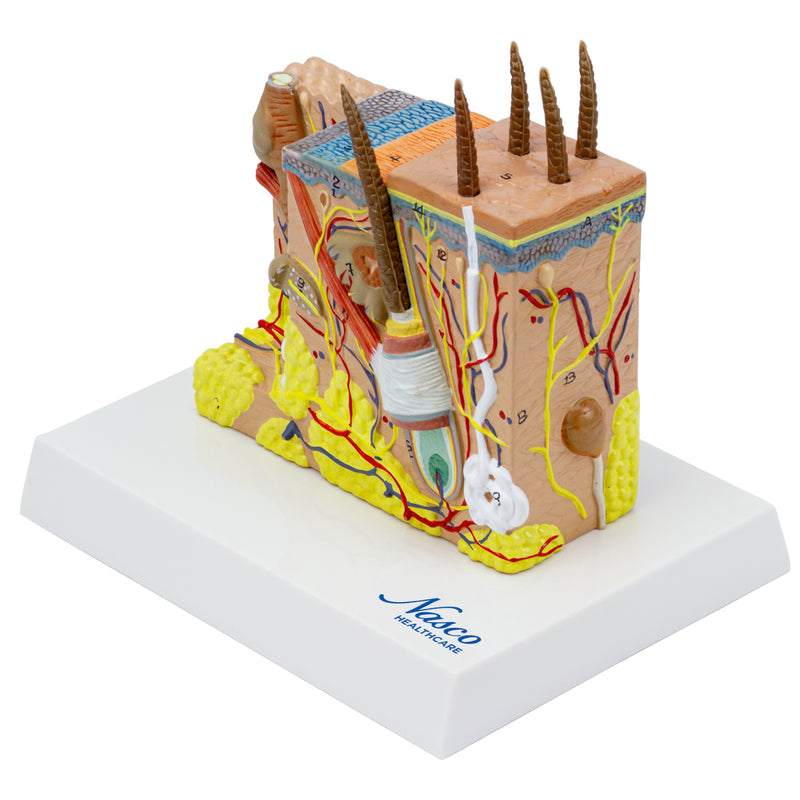 Load image into Gallery viewer, Skin Section Model, 35X Enlarged, 2-Parts