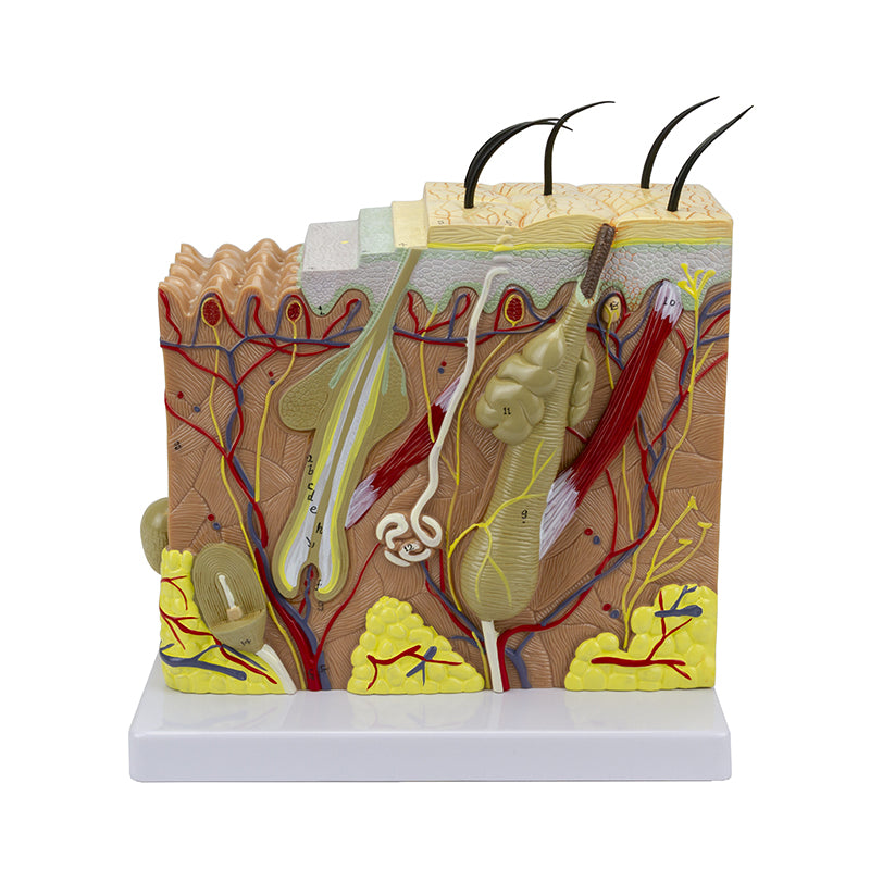 Load image into Gallery viewer, Skin Section Model, 3 Dimensions, 70X Enlarged