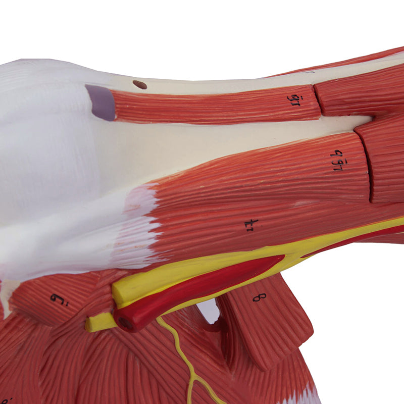 Load image into Gallery viewer, Deluxe Muscles of the Arm Model, 7-Parts