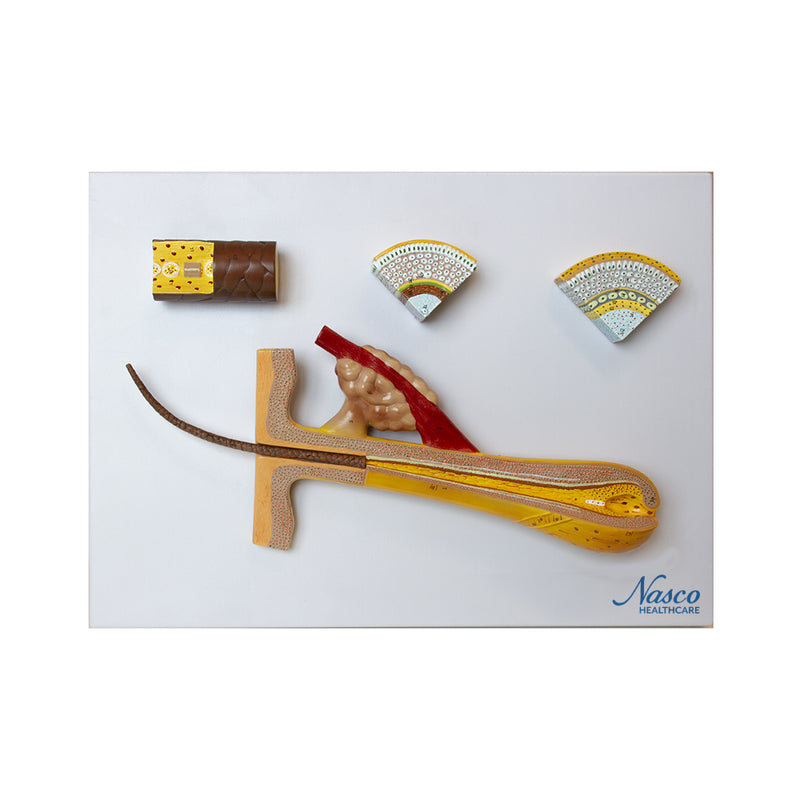 Load image into Gallery viewer, Hair Model, 100X Enlarged