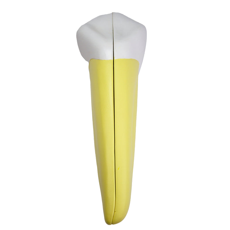 Load image into Gallery viewer, Lower Canine Tooth Model, 2-Parts