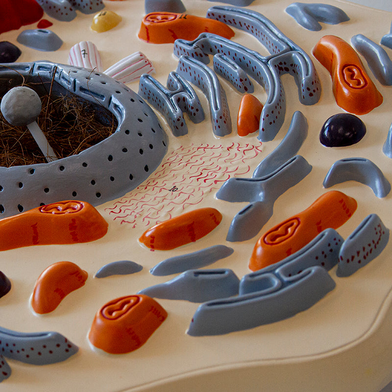 将图像加载到画廊查看器中,Animal Cell Model, 20,000X Enlarged