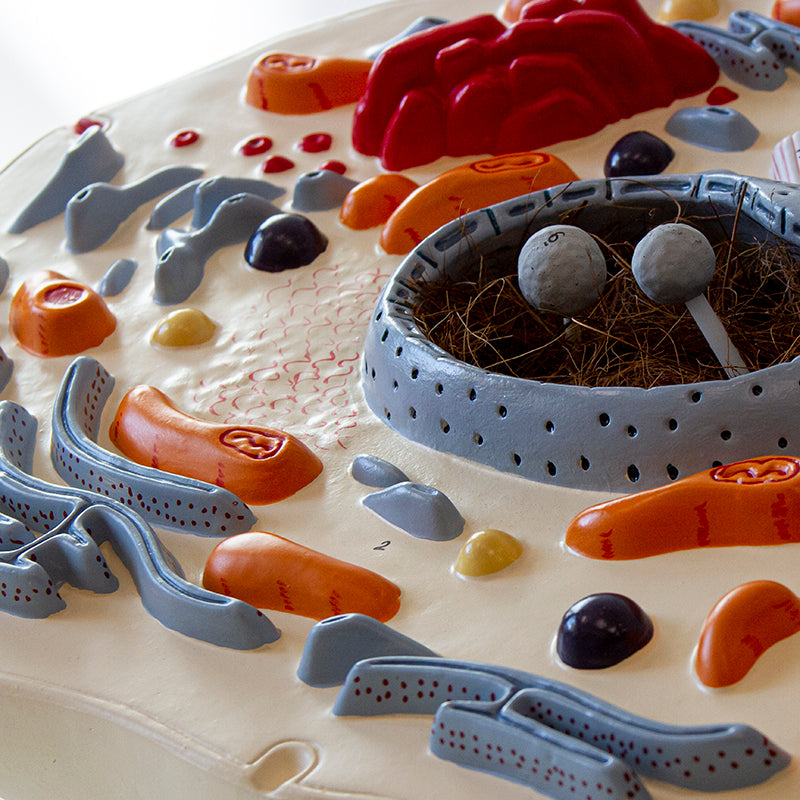 将图像加载到画廊查看器中,Animal Cell Model, 20,000X Enlarged