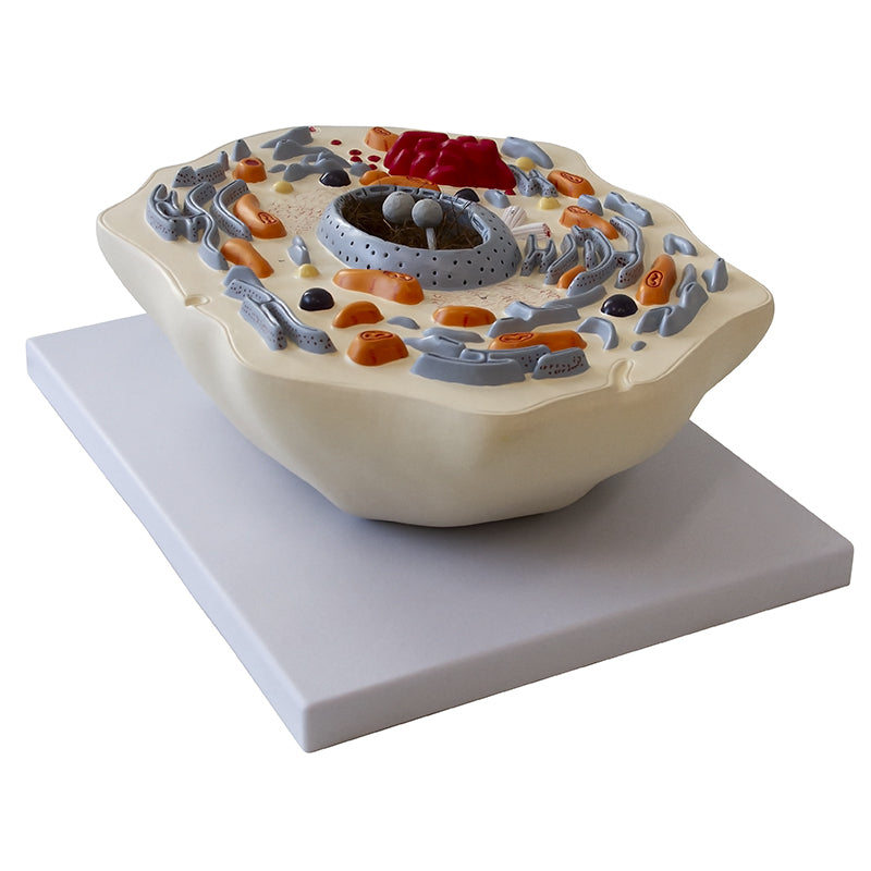 将图像加载到画廊查看器中,Animal Cell Model, 20,000X Enlarged