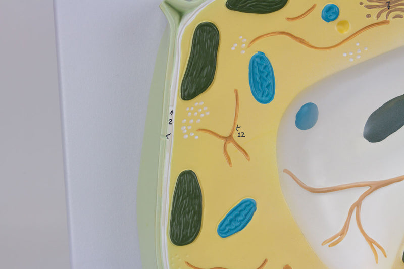 Tải hình ảnh vào trình xem Thư viện, Plant Cell Model, 20,000X Enlarged