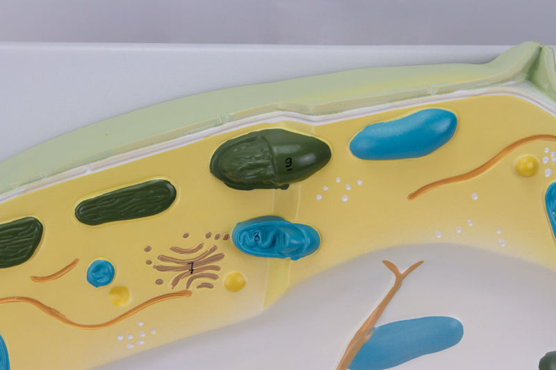 Tải hình ảnh vào trình xem Thư viện, Plant Cell Model, 20,000X Enlarged