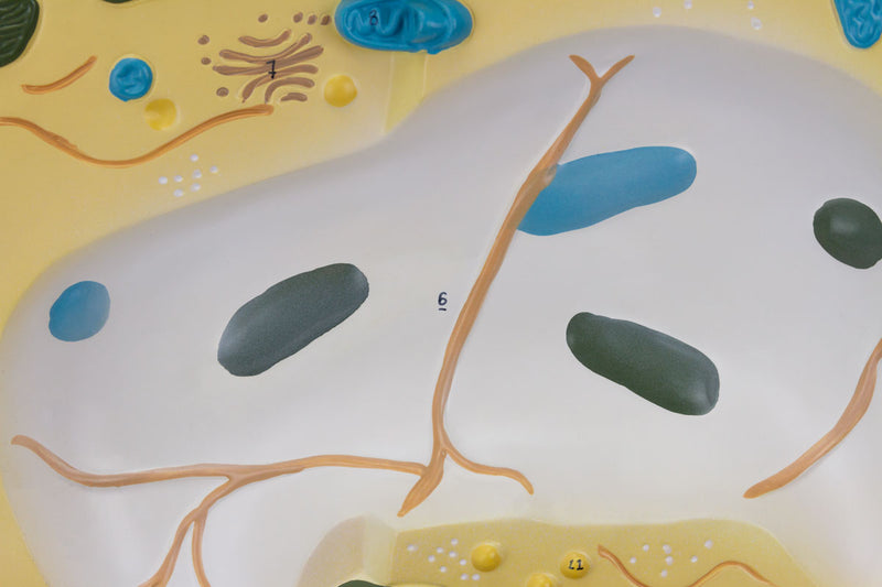 Tải hình ảnh vào trình xem Thư viện, Plant Cell Model, 20,000X Enlarged