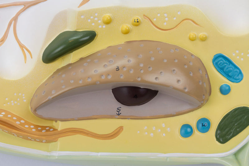 Tải hình ảnh vào trình xem Thư viện, Plant Cell Model, 20,000X Enlarged