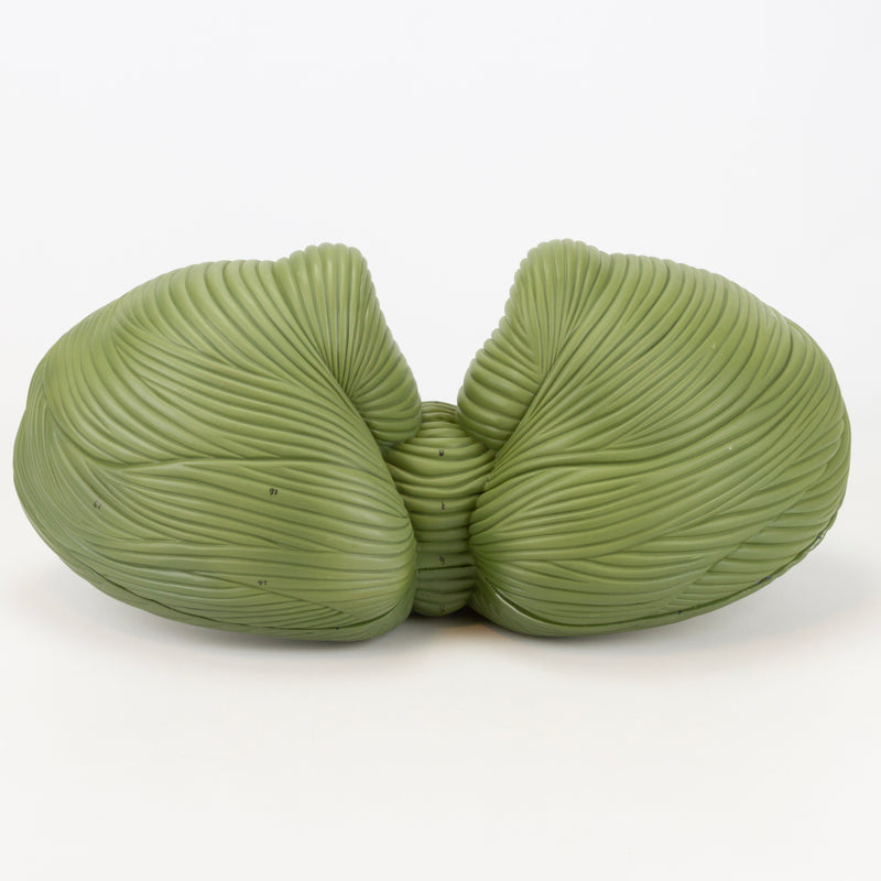 Load image into Gallery viewer, Cerebellum Model, 4X Enlarged, 2-Parts