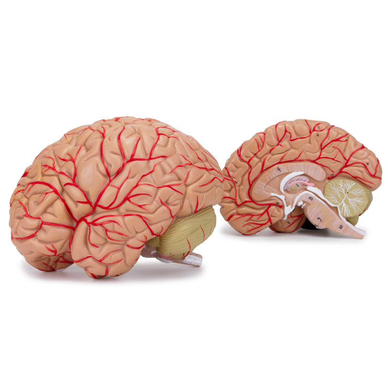 Load image into Gallery viewer, Brain with Arteries Model, 2-Parts