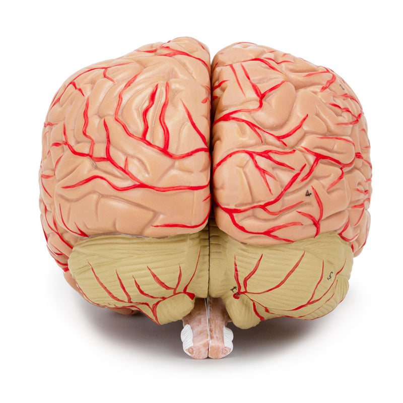 Load image into Gallery viewer, Brain with Arteries Model, 2-Parts