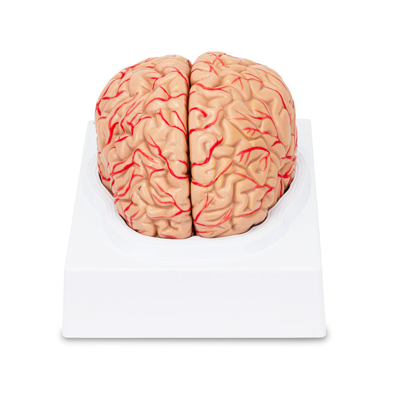 Load image into Gallery viewer, Brain with Arteries Model, 2-Parts