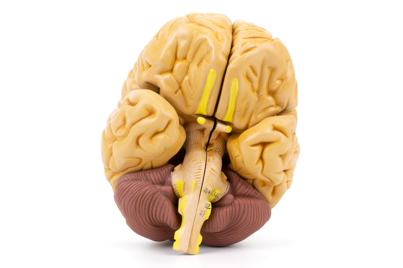Load image into Gallery viewer, Classic Brain Model, 8-Parts