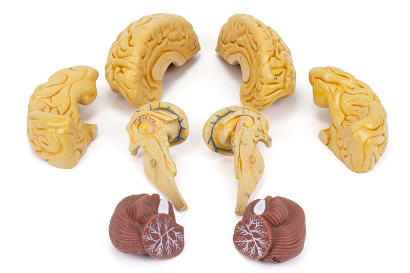 Load image into Gallery viewer, Classic Brain Model, 8-Parts