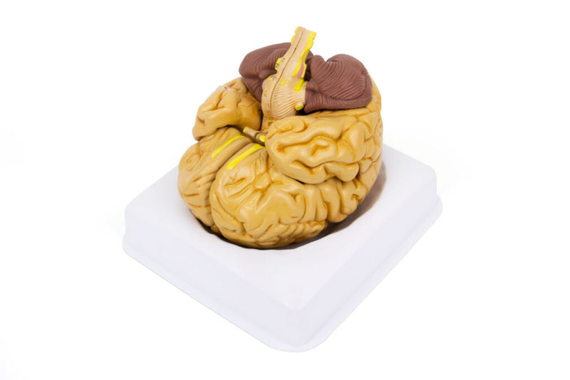 Load image into Gallery viewer, Classic Brain Model, 8-Parts