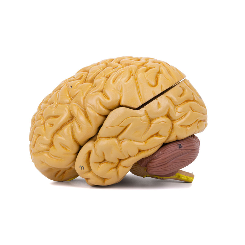 Load image into Gallery viewer, Classic Brain Model, 8-Parts