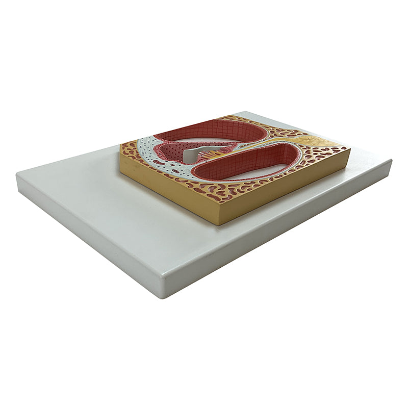 Load image into Gallery viewer, Cochlea and Organ of Corti Model