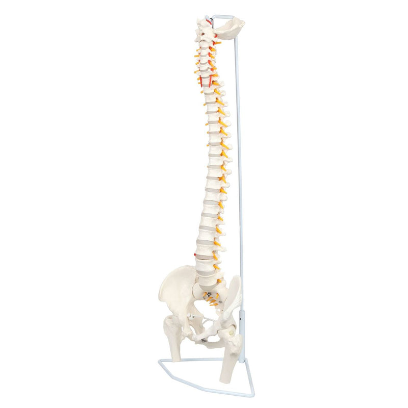 Load image into Gallery viewer, Classic Flexible Spine with Femur Heads Model