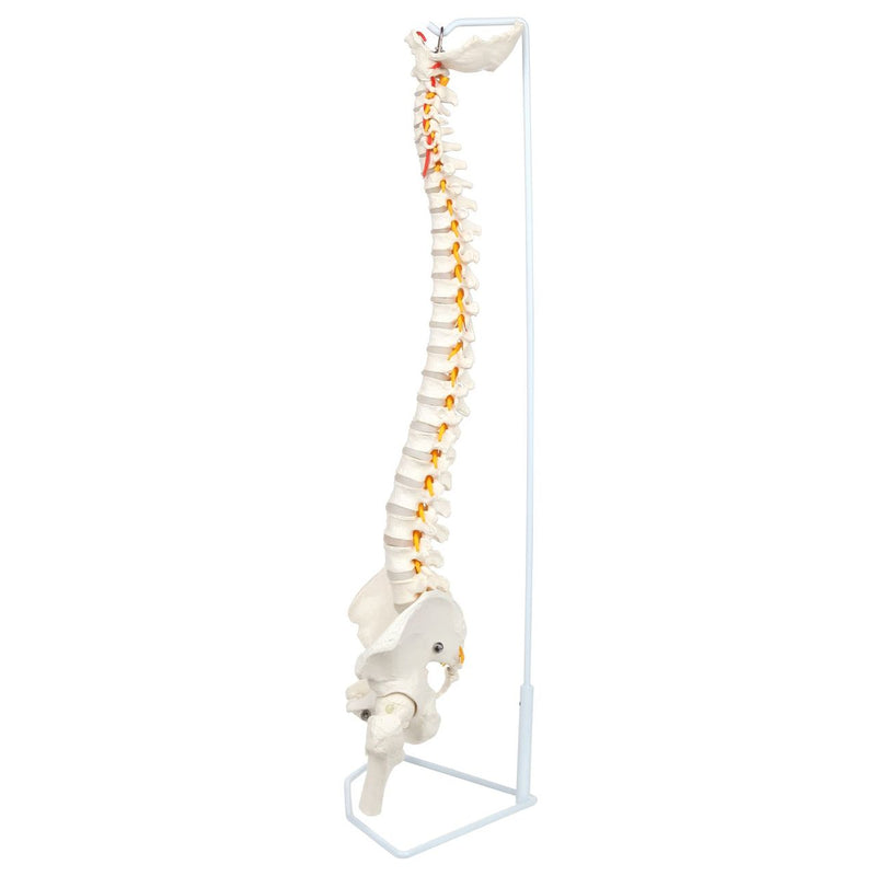 Load image into Gallery viewer, Classic Flexible Spine with Femur Heads Model