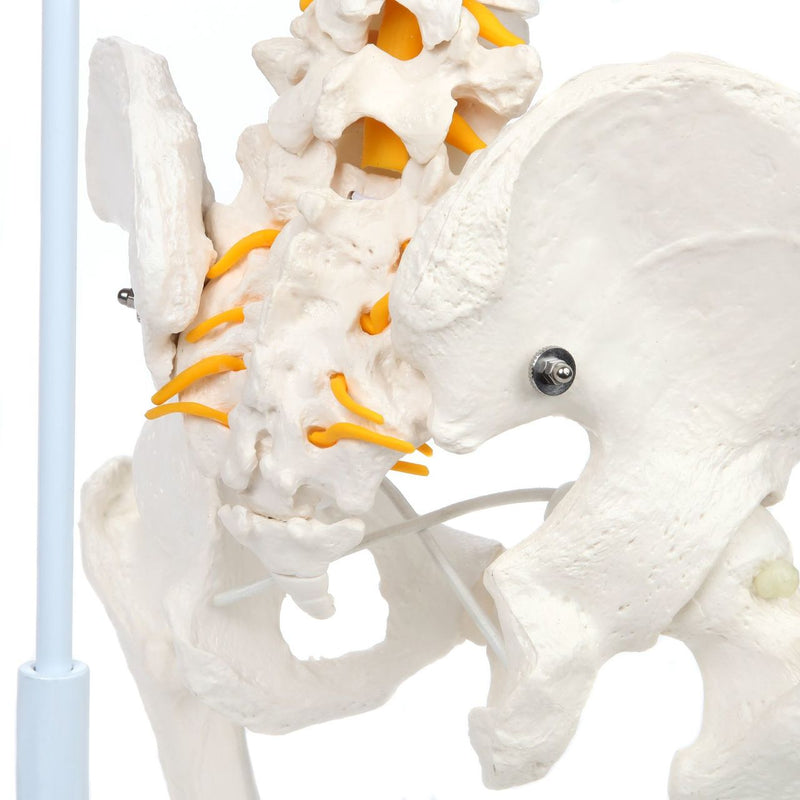 Load image into Gallery viewer, Classic Flexible Spine with Femur Heads Model
