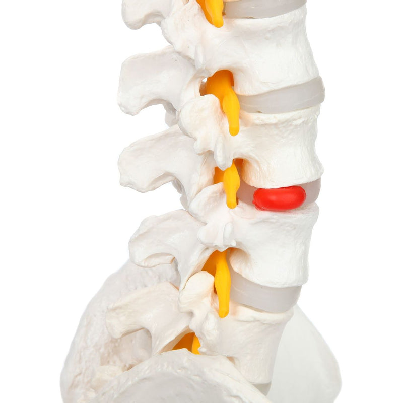 Load image into Gallery viewer, Classic Flexible Spine with Femur Heads Model
