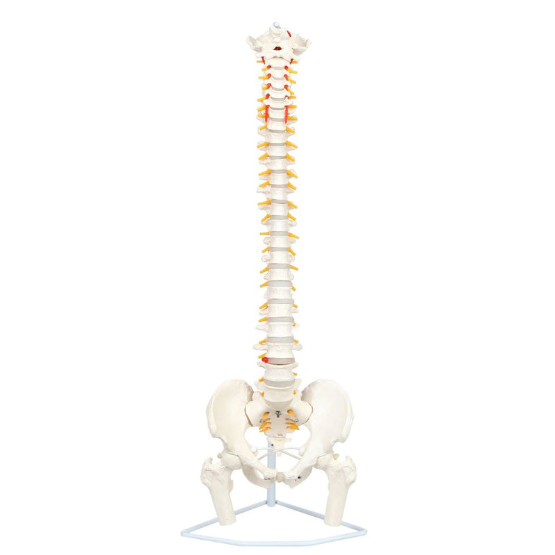 Load image into Gallery viewer, Classic Flexible Spine with Femur Heads Model