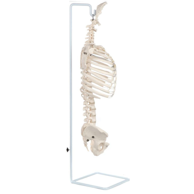 Load image into Gallery viewer, Classic Flexible Spine with Ribs Model