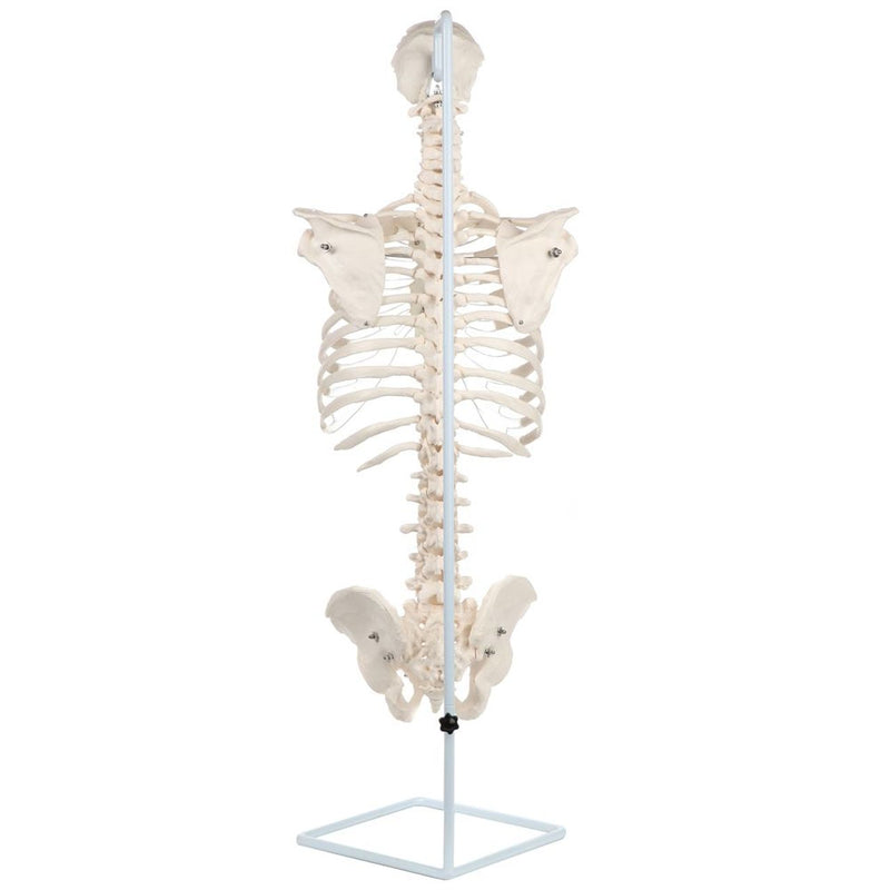 Load image into Gallery viewer, Classic Flexible Spine with Ribs Model