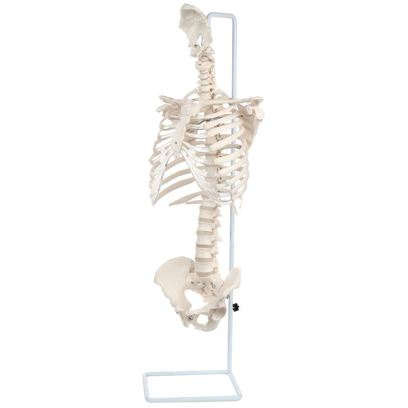 Load image into Gallery viewer, Classic Flexible Spine with Ribs Model