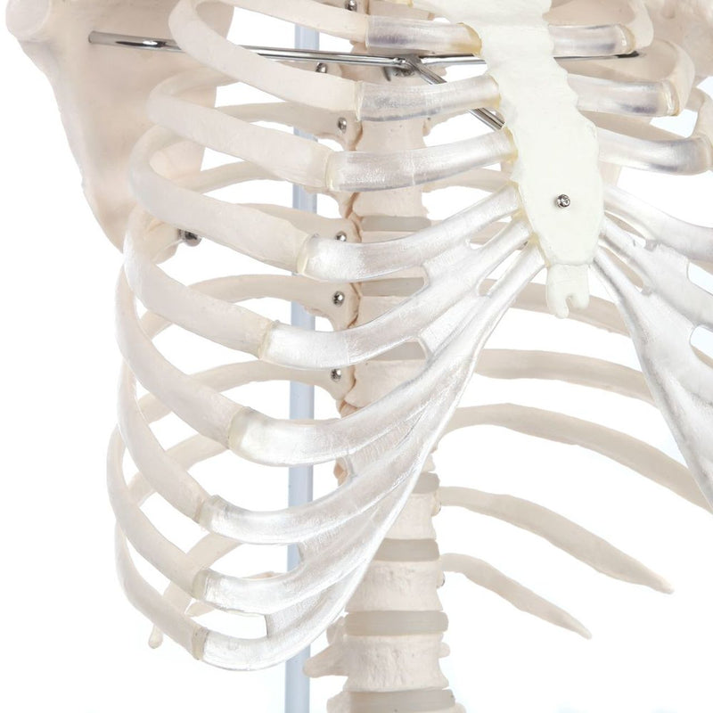 Load image into Gallery viewer, Classic Flexible Spine with Ribs Model