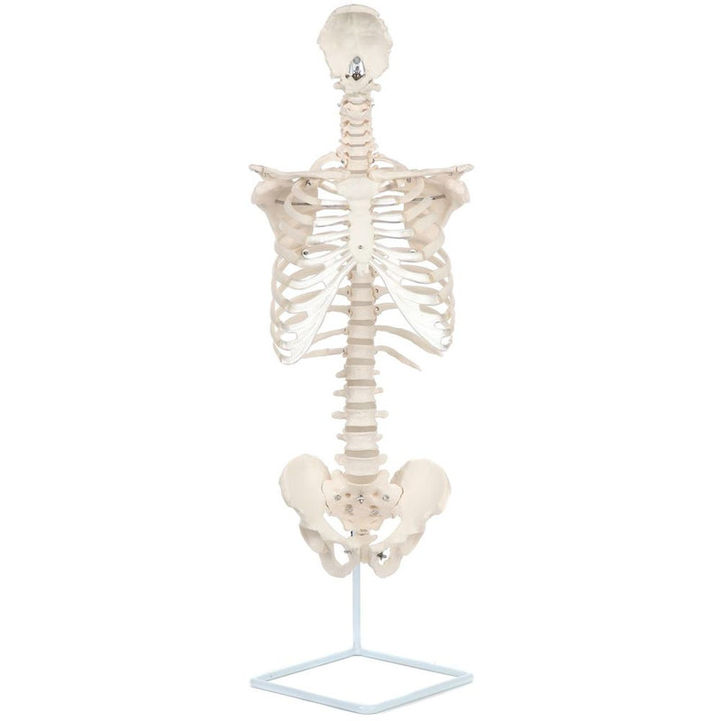 Load image into Gallery viewer, Classic Flexible Spine with Ribs Model