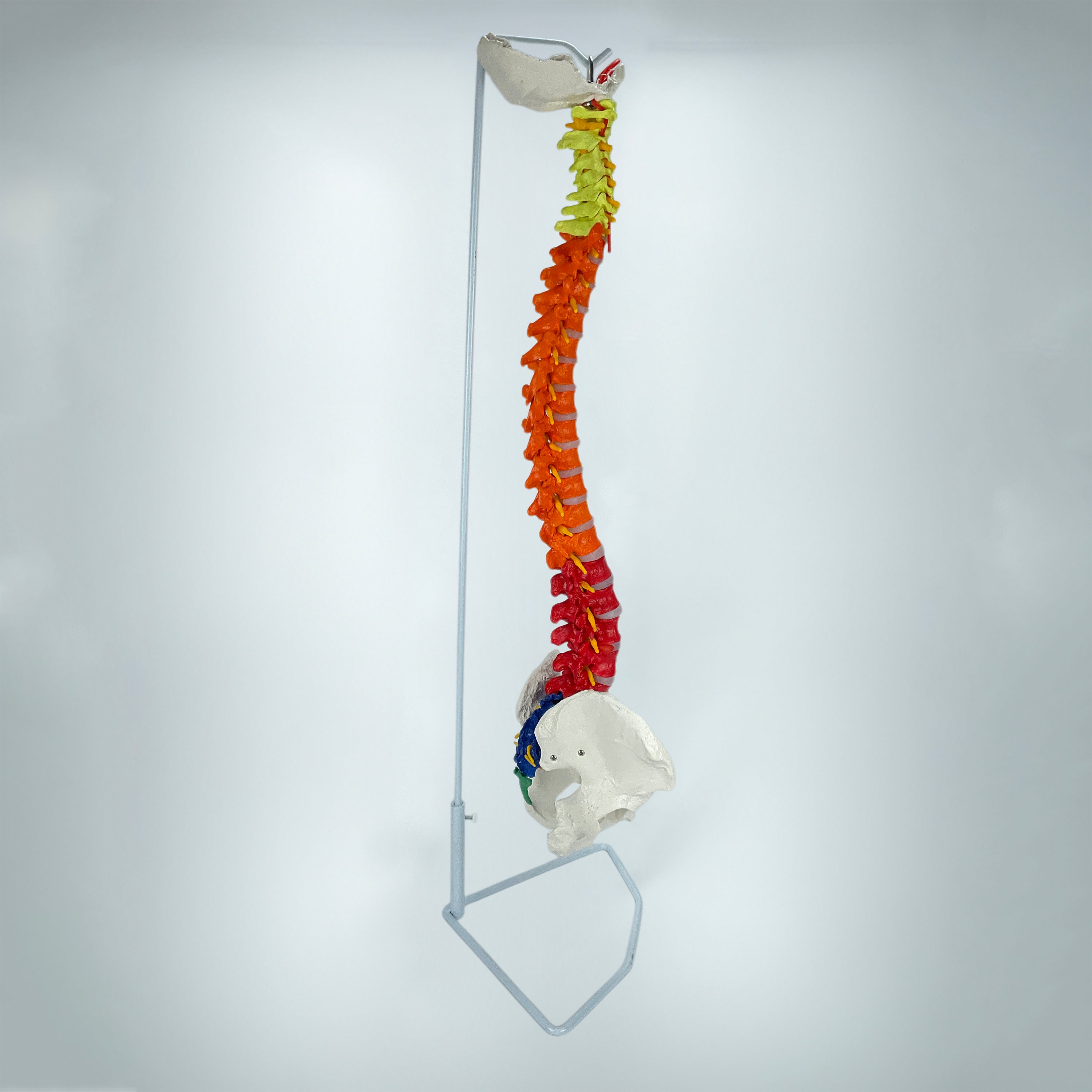 脊柱模型 椎骨和骶骨T8 脊柱模型– Nasco Healthcare