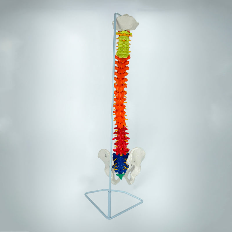 Load image into Gallery viewer, Didactic Flexible Spine Model