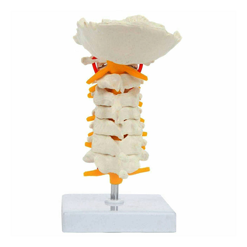 Load image into Gallery viewer, Cervical Spine Model