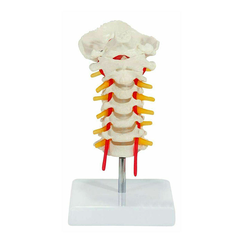 Load image into Gallery viewer, Cervical Spine Model