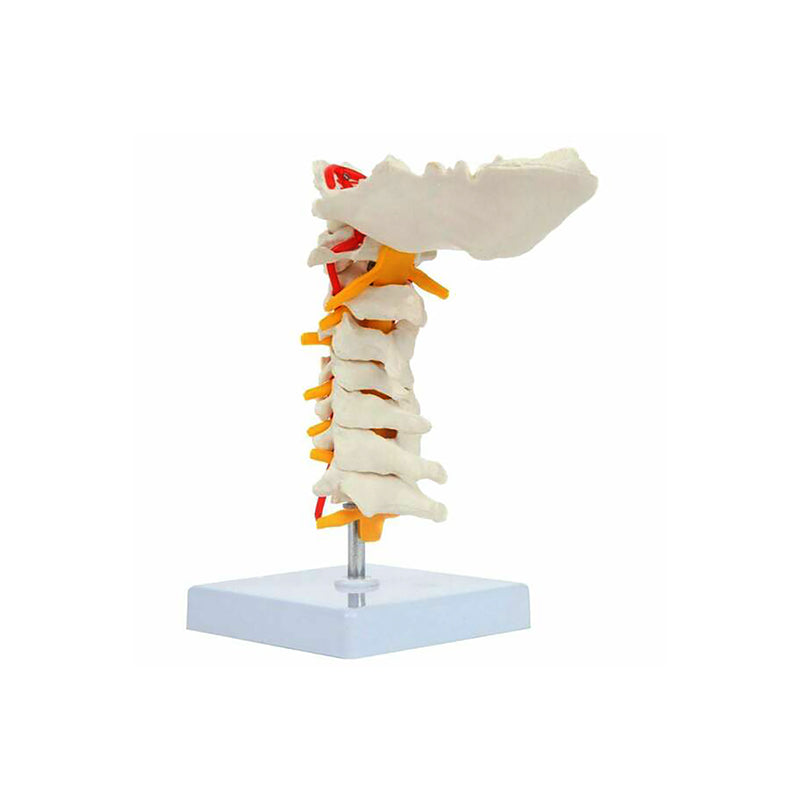 Load image into Gallery viewer, Cervical Spine Model