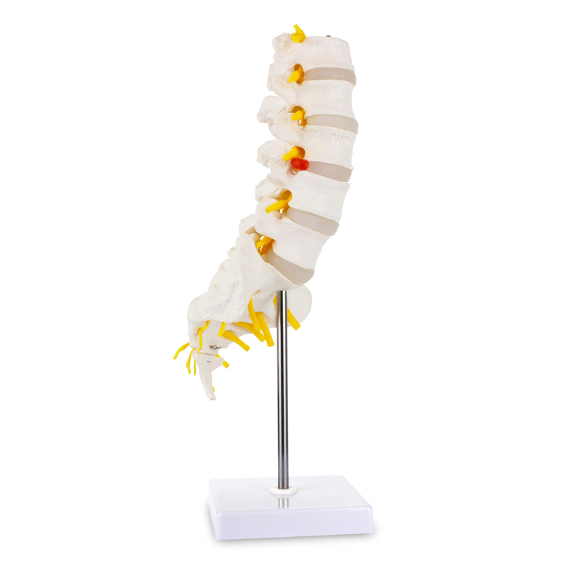 Загрузить изображение в просмотрщик галереи, Lumbar Spine Model