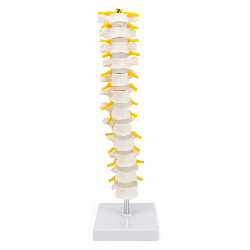 Load image into Gallery viewer, Thoracic Spine Model