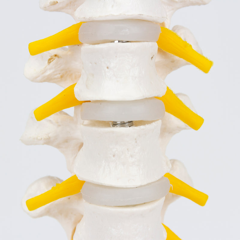 Load image into Gallery viewer, Thoracic Spine Model