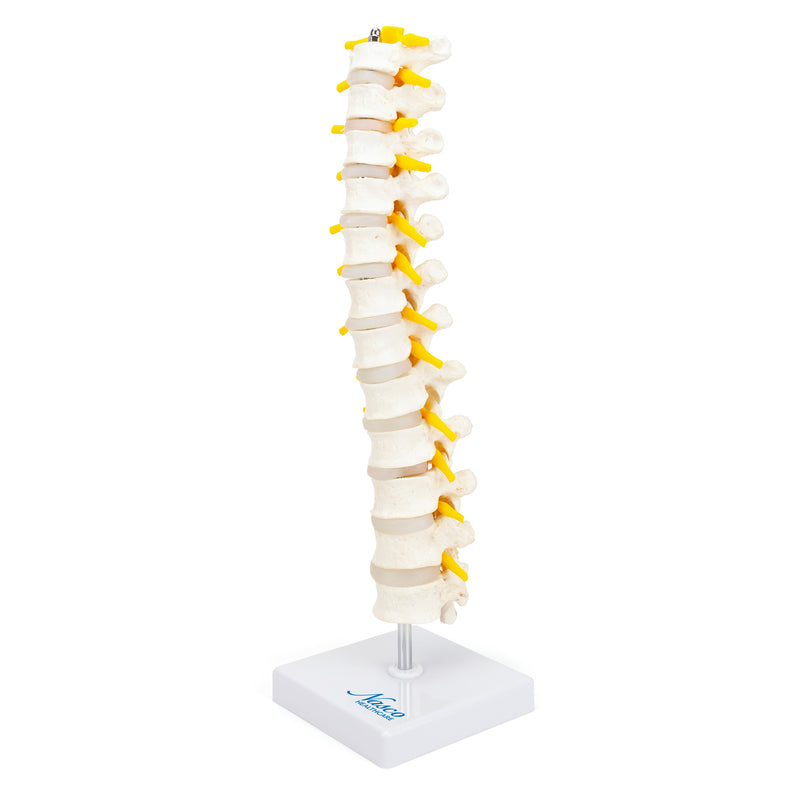 Load image into Gallery viewer, Thoracic Spine Model