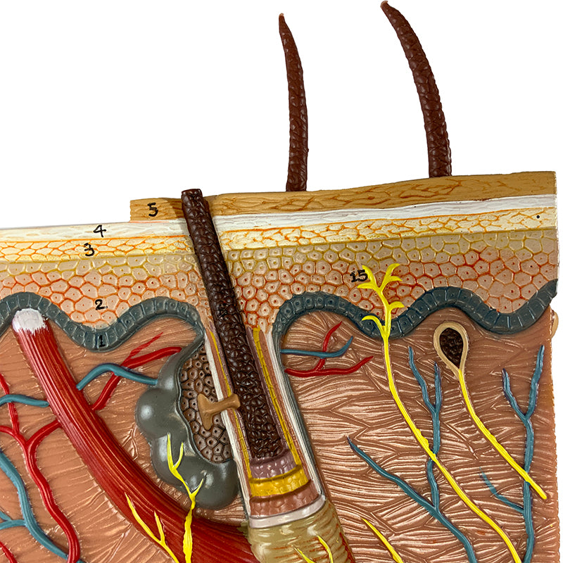 Load image into Gallery viewer, Skin Section Model, 40X Enlarged