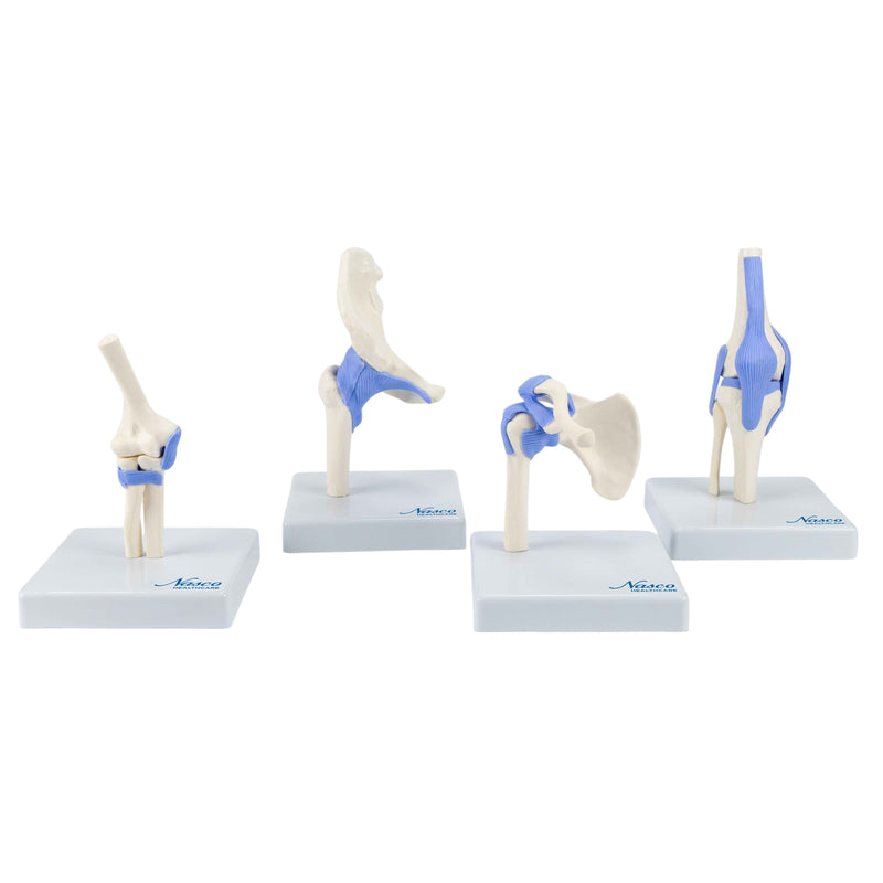 Загрузить изображение в просмотрщик галереи, Mini Functional Joint Models, Set of 4