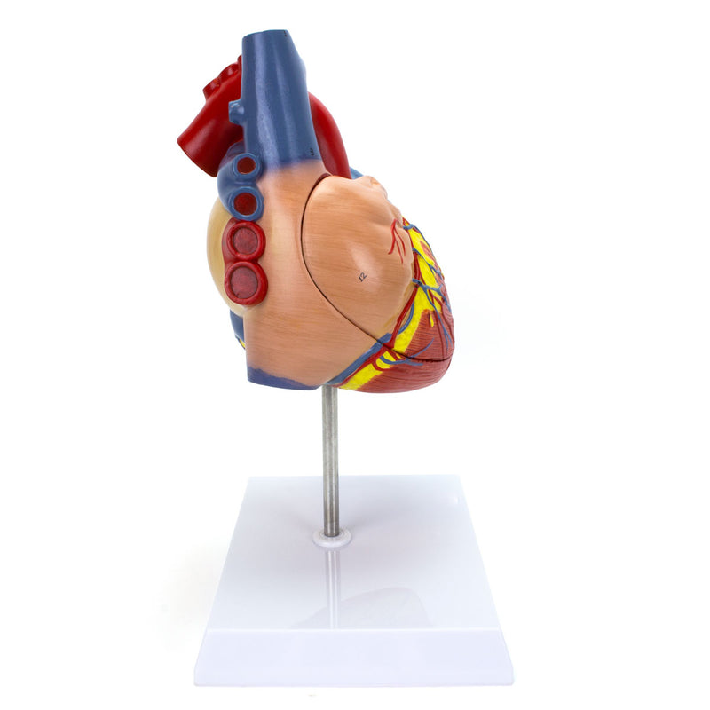 Load image into Gallery viewer, Heart Model, 2X Enlarged