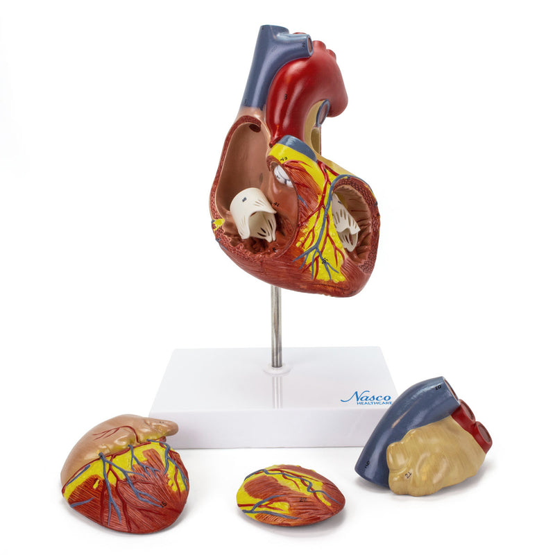 Load image into Gallery viewer, Heart Model, 2X Enlarged