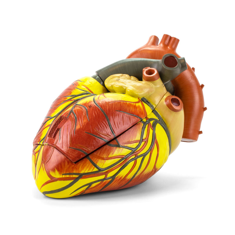 Load image into Gallery viewer, Heart Model, 3X Enlarged
