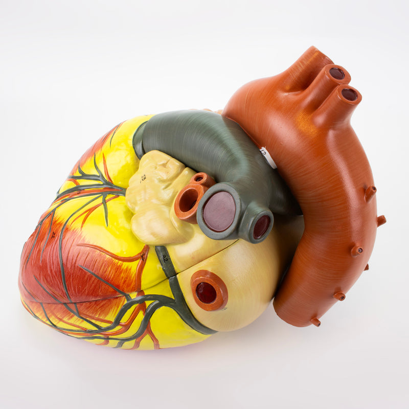 Load image into Gallery viewer, Heart Model, 3X Enlarged