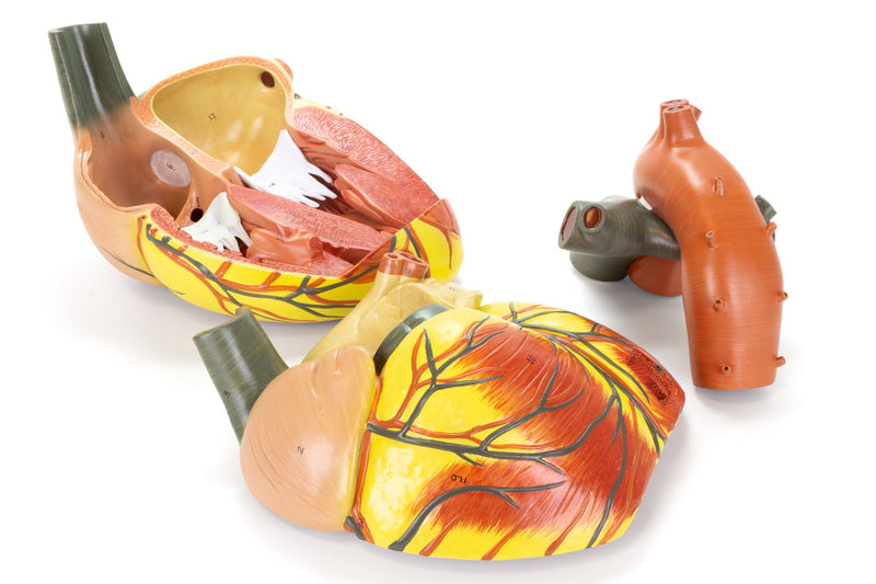 Load image into Gallery viewer, Heart Model, 3X Enlarged