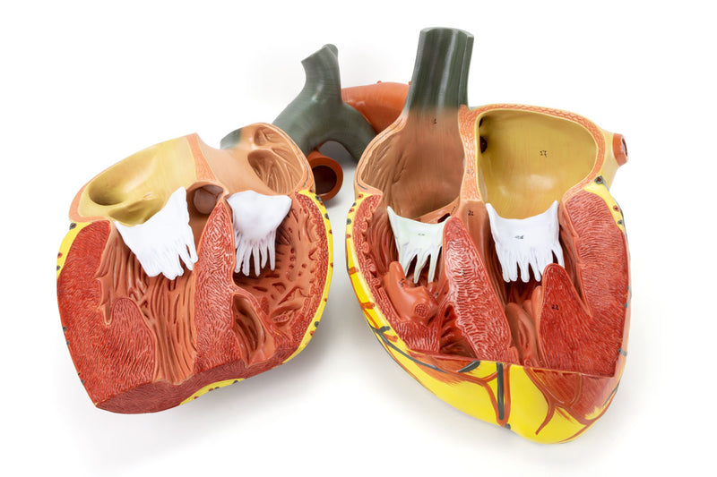 Load image into Gallery viewer, Heart Model, 3X Enlarged