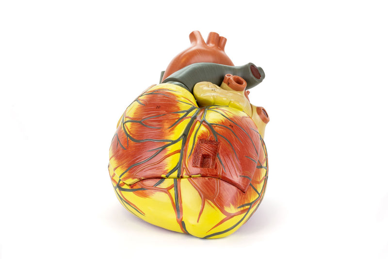 Load image into Gallery viewer, Heart Model, 3X Enlarged